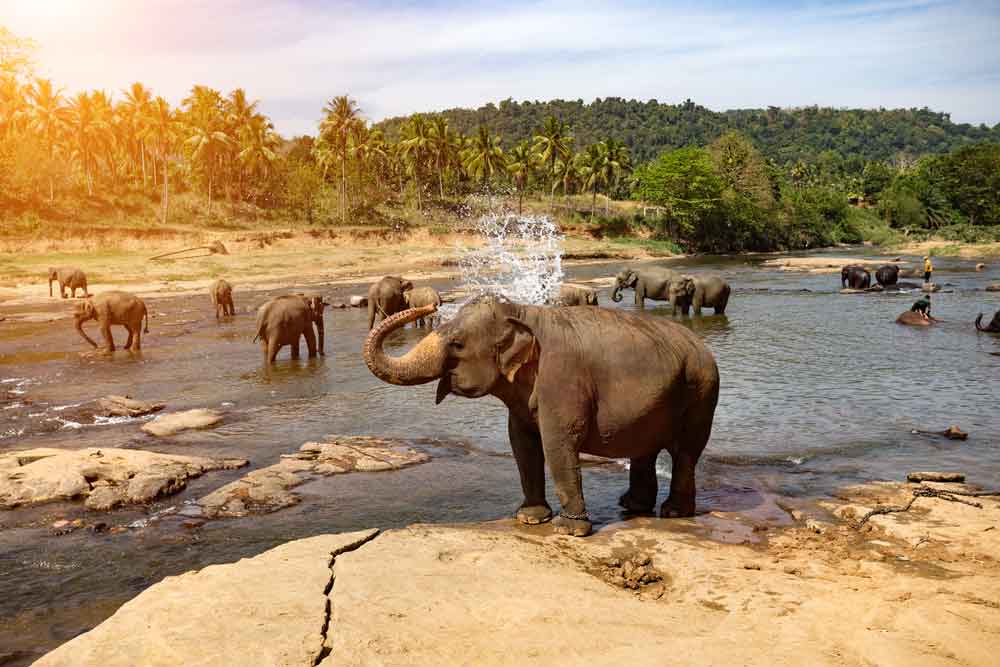 Sri Lanka: Family-Friendly Holidays