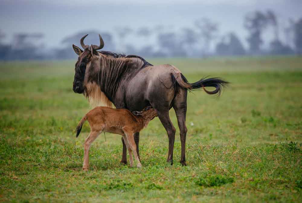 For safari lovers