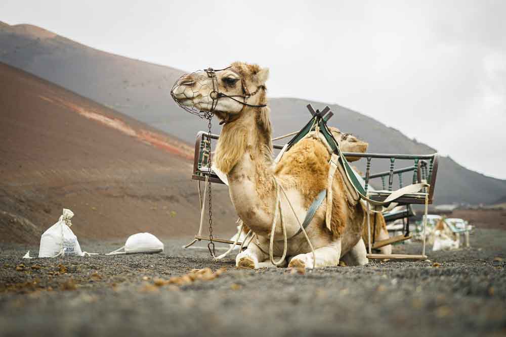 Lanzarote: Family-Friendly Holidays
